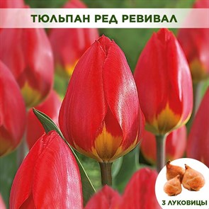 Тюльпан Ред Ревивал ранний 3 луковицы на посадку, многолетние цветы для дачи, сада и огорода