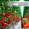 Семена томата "Красная Гвардия F1", крупноплодный ультраскороспелый теневыносливый, для открытого грунта, 10 семян F0000020964 - фото 63764