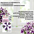 Петуния ампельная многоцветковая, Пендолино синяя звезда, Гавриш, 7шт F0000039353 - фото 68855