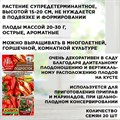 Семена томат Балконный красный, огурец "Окошко", баклажан "Патио-малыш", перец "Подросток", набор х 4 F0000059930 - фото 68955